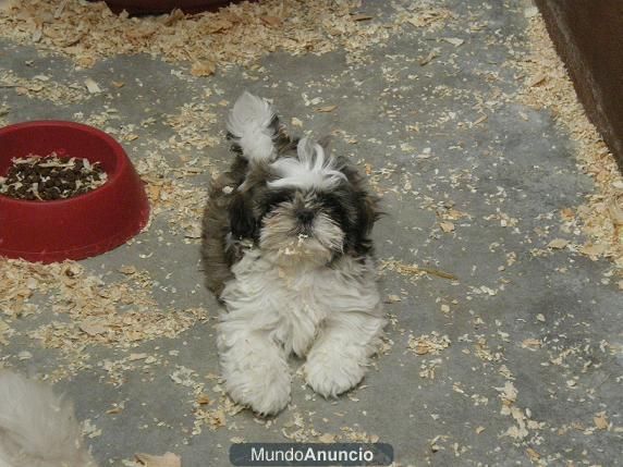 Shih Tzu cachorros