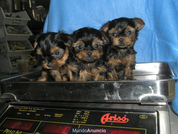 yorkshire terrier enano+garantia+2meses edad+vacunas