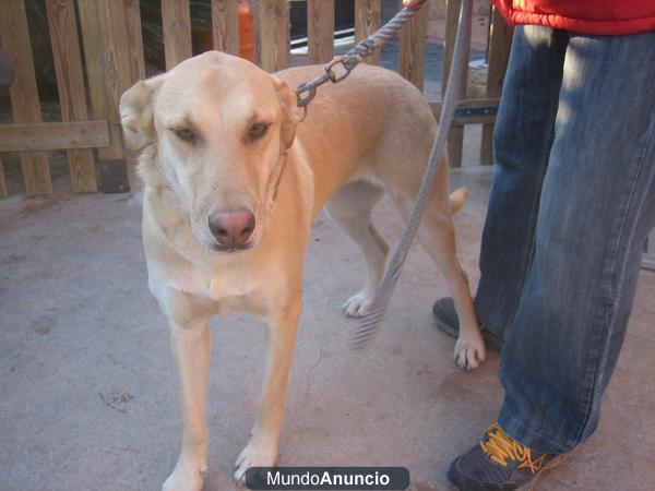 Labradora en adopción