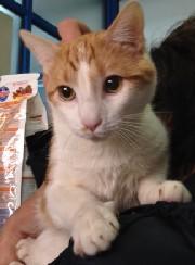 Adopta  a Pedrito  te esta esperando en Madrid Felina