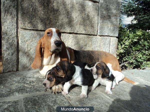 BASSET HOUND TRICOLOR