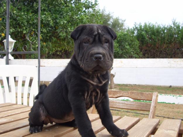 CACHORRITA SHAR PEI 300 € - CON PEDIGRI - LOE - LISTA PARA ENTREGAR