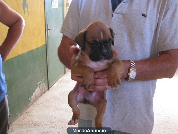 CACHORROS BOXER 200€