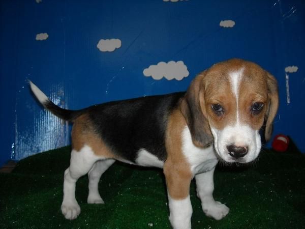 Cachorros de Beagle 450   con pedigrí