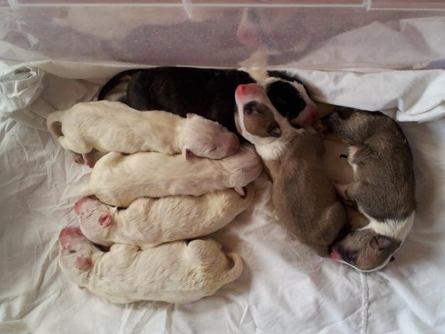 camada bull terrier pedigree loe