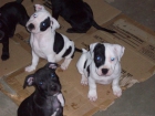 CAMADA STAFFORDSHIRE BULL TERRIER - mejor precio | unprecio.es