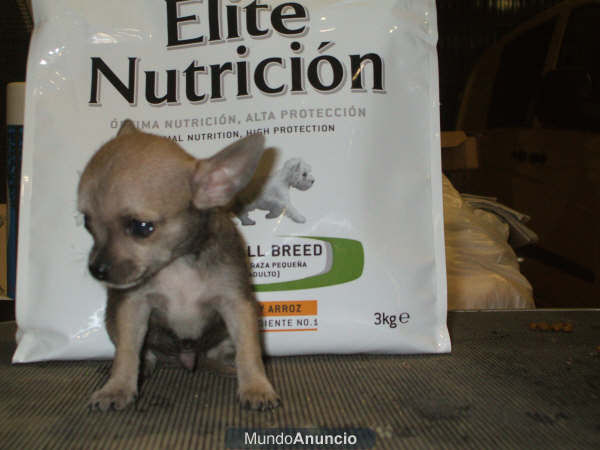 CHIHUAHUA PEDIGRI NACIONAL LOE  550