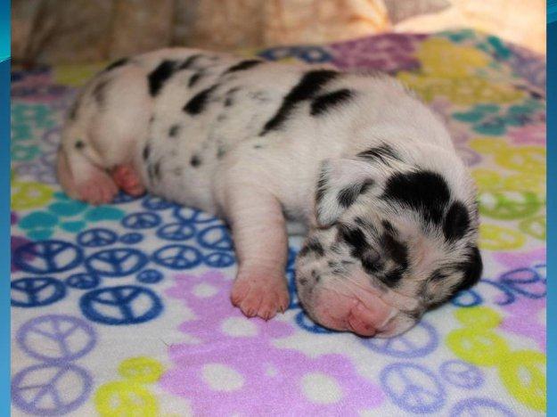 Dogos Alemanes cachorros