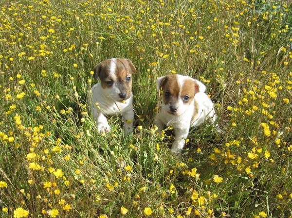 Jacks Russells bicolores con pedigri.