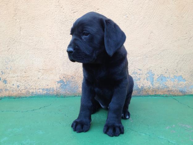 Labradores con dos meses