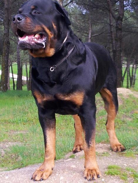 Rottweiler para montas