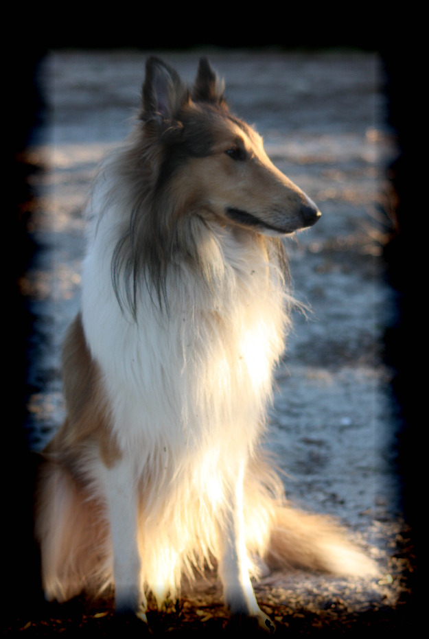 rough collie