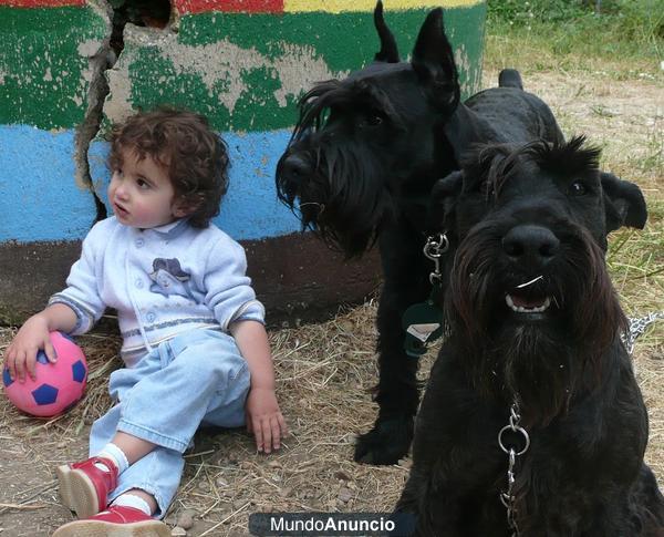 Schnauzer Mediano Negro