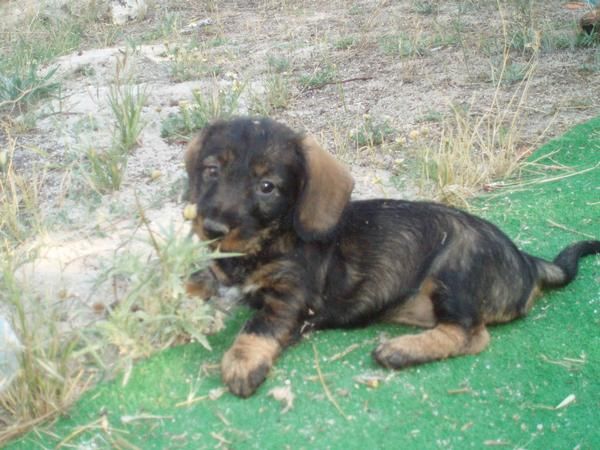 teckel pelo duro y boxer