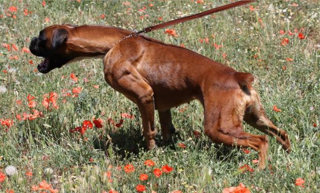 Vendo cachorros machos Boxer atigrado oscuro. Gran calidad