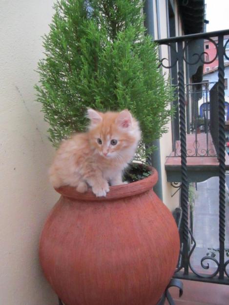 vendo gatita maine coon