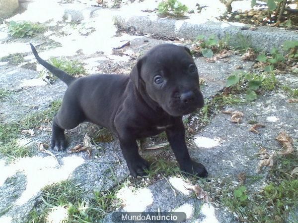 vendo una cachorra de american pitbull su precio 175e