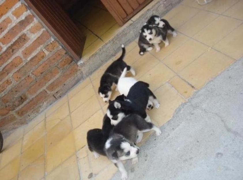 Autenticos cachorros de husky siberiano con ojos azules