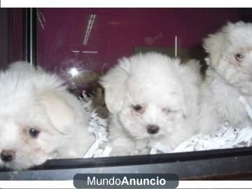 Bichon maltes de pura raza