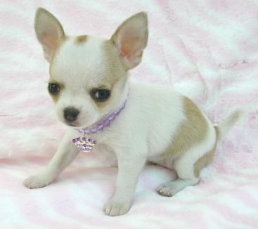 Cachorritos de chihuahua mini mini para l'adozion gatis