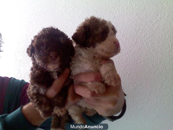 cachorritos de perros de agua criados en familia