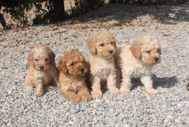 Cachorros Caniche Toy 350€