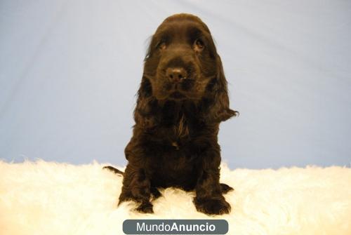 Listos para entregar Cocker Spaniel de alta calidad