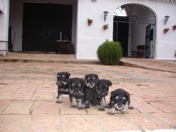 Schnauzer mini ; Pedigre, listos para entregarse, 4 cachorros