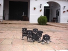 Schnauzer mini ; Pedigre, listos para entregarse, 4 cachorros - mejor precio | unprecio.es