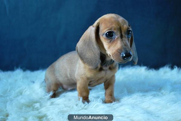 TECKEL HERMOSOS CACHORROS