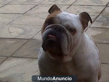 vendo perra bulldog ingles con tres años