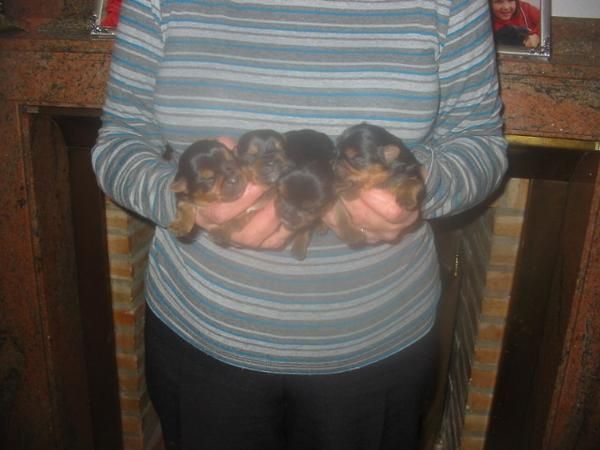 Yorkshire estandar,cachorros,pedigree.350 Eur.