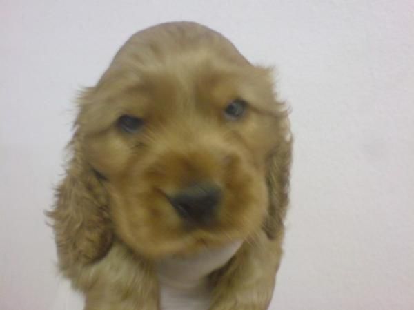 COCKER SPANIEL INGLES CACHORROS EN VENTA