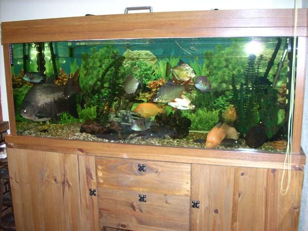 se vende acuario 500litros completo con peces