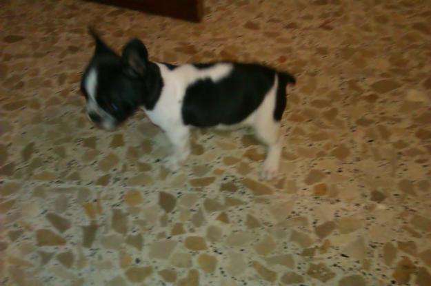 Se vende cachorro Bulldog Frances 500€