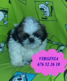 Vendo cachorritos de Shih-tzu, económicos  - Tarragona