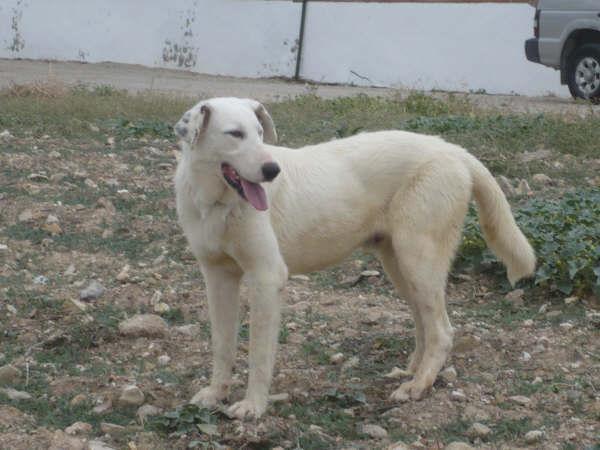 Xico, cachorrón adiestrado pero con minuvalía, en adopción