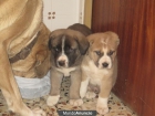 vendo cachorros MASTIN EXTREMEÑO - mejor precio | unprecio.es