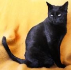 Adopta a Coco te espera Madrid Felina. - mejor precio | unprecio.es