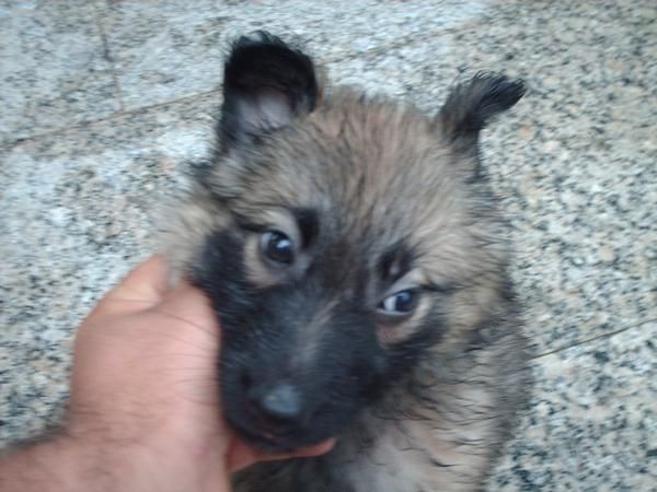 bendo autentica cachorra pastor belga tervueren mirar porfi