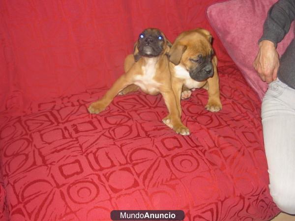 BOXER CACHORRILLOS SUPER JUGUETONES