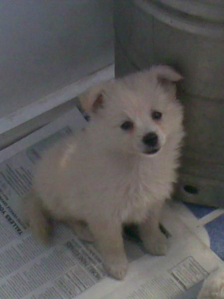 cachorra de lulu de pomerania blanca economica y chiquitina