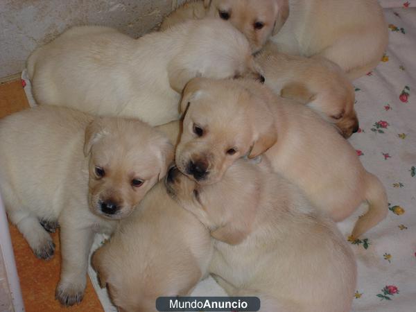 CACHORRITOS DE LABRADOR