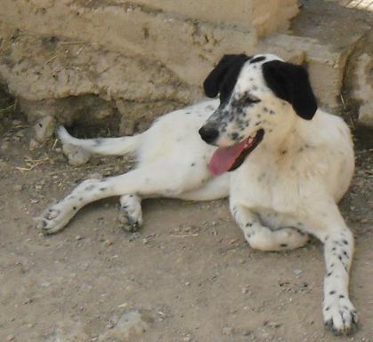 Jana x de Dalmata de 8  meses busca una segunda oportunidad