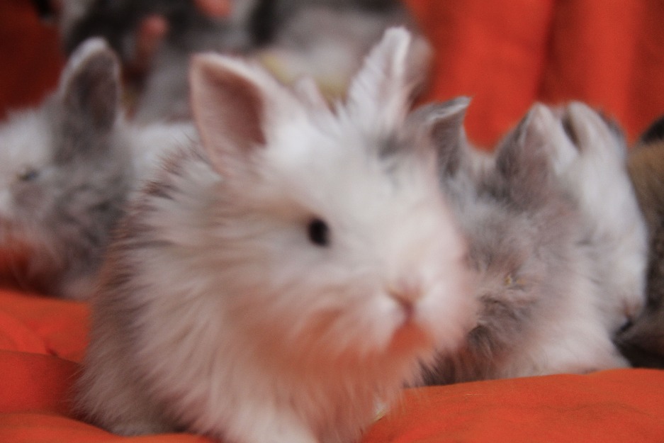 se vende conejos de angora (A Coruña)