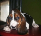 Tu Basset hound al mejor precio ¡espectaculares - mejor precio | unprecio.es