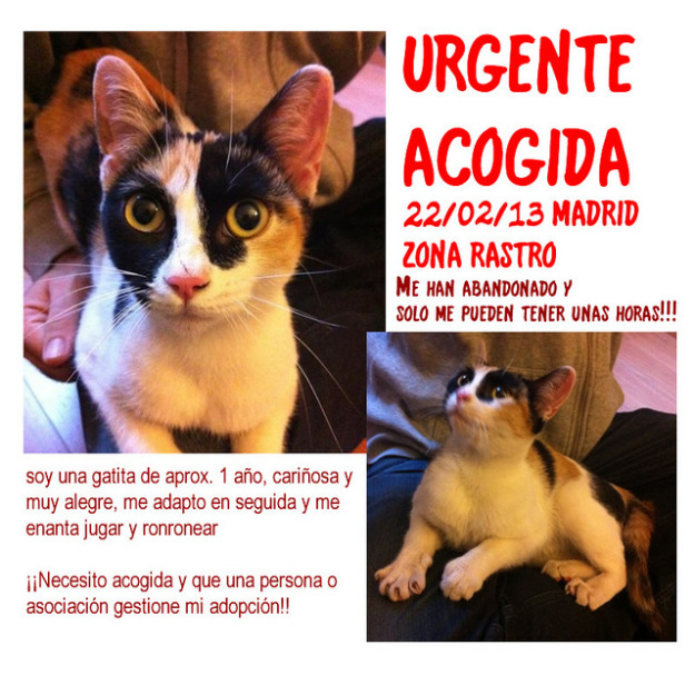 Urge acogida, gatita madrid zona rastro