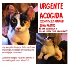 Urge acogida, gatita madrid zona rastro - mejor precio | unprecio.es