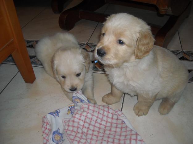 VENDO CACHORROS GOLDEN RETRIEVER