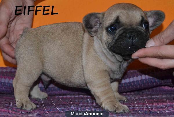 Bulldog Francés Fawn (LOE)